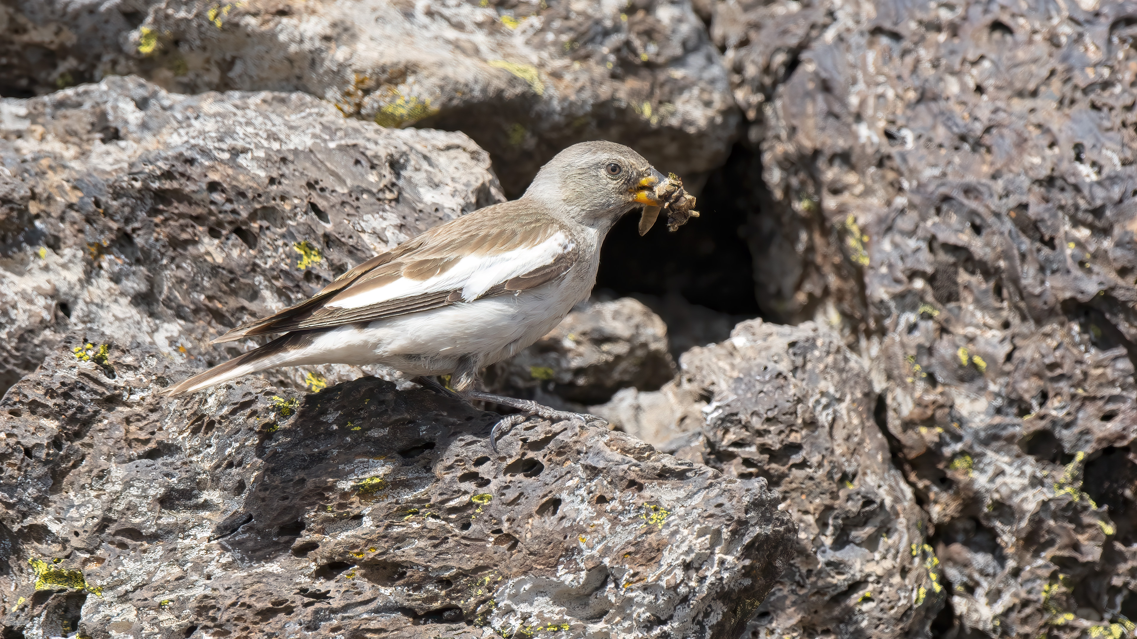 White-winged Snowfinch